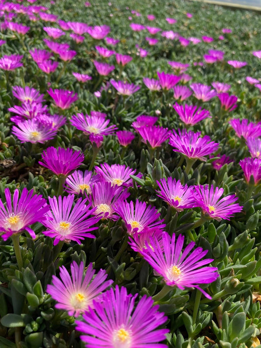 Fall Planting Guide: Color Now, Roots for Spring