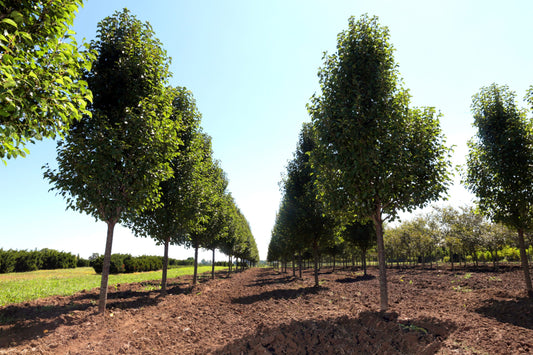 Why Fall Is a Smart Time to Plant Trees (and Most Woody Plants)