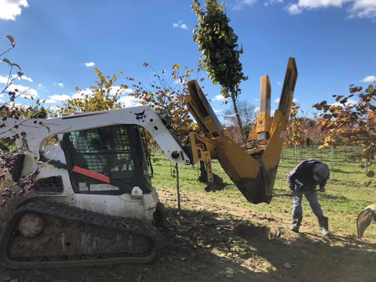 Fall Tree Planting