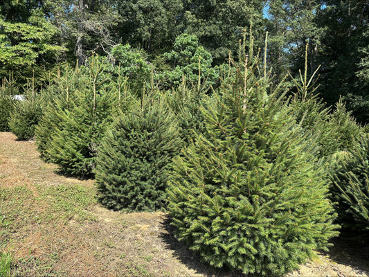 Purdue University- Identifying Evergreens