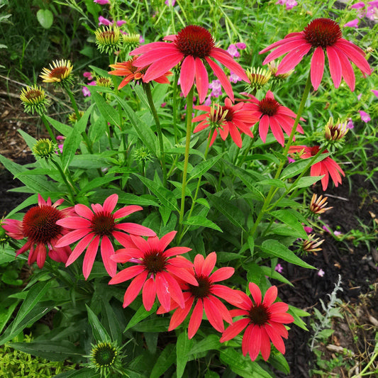 Purdue University- Summer Flower Spotlight-Drought Resistant Edition