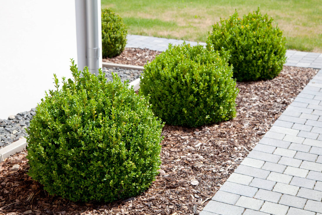 Boxwood, Big Style: 12 Smart Ways to Use Evergreen Structure All Year