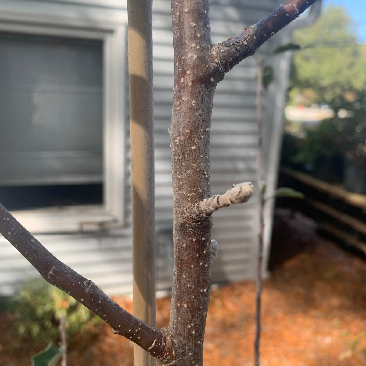 Malus pumila 'Fuji' ~ Fuji Apple