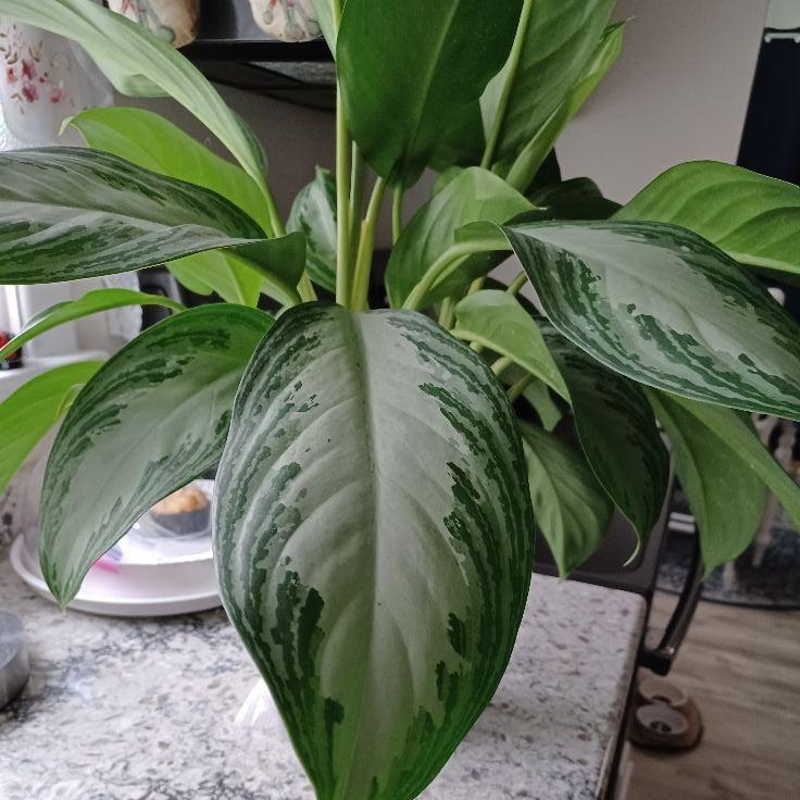 Aglaonema 'Silver Bay' ~ Silver Bay Chinese Evergreen