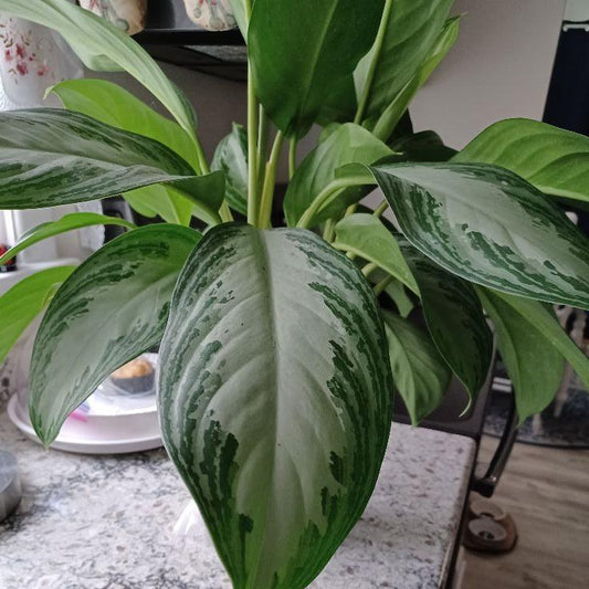 Aglaonema 'Silver Bay' ~ Silver Bay Chinese Evergreen