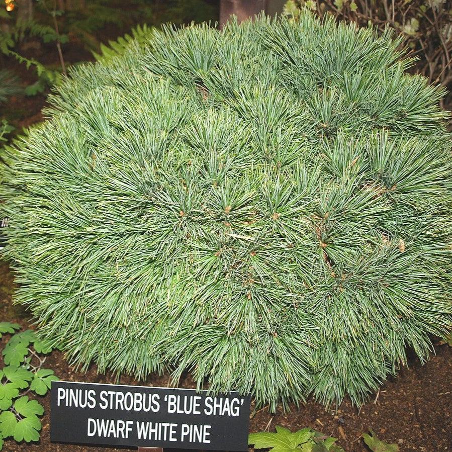 Pinus strobus 'Blue Shag' ~ Blue Shag White Pine