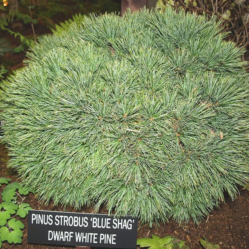 Pinus strobus 'Blue Shag' ~ Blue Shag White Pine