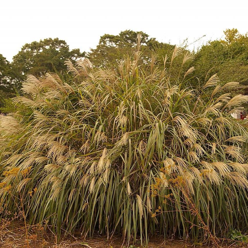 Miscanthus sinensis ~ Maiden Grass