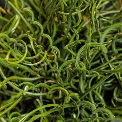 Juncus effusus 'Curly Wurly' ~ Curly Wurly Corkscrew Rush