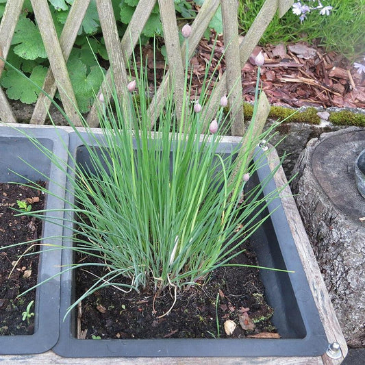 Allium schoenoprasum ~ Chives
