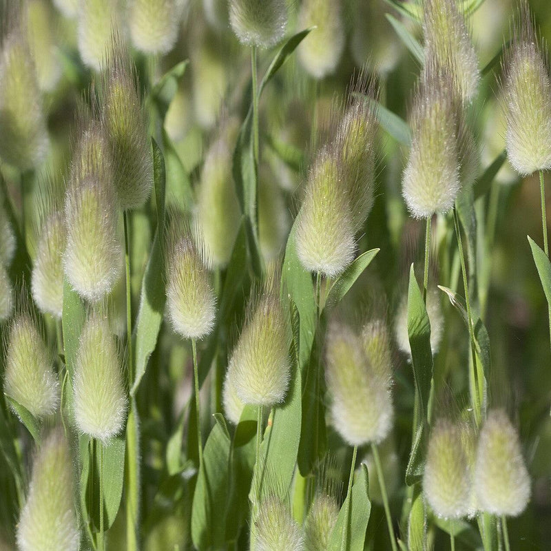 Lagurus ovatus ~ Bunny Tails Grass