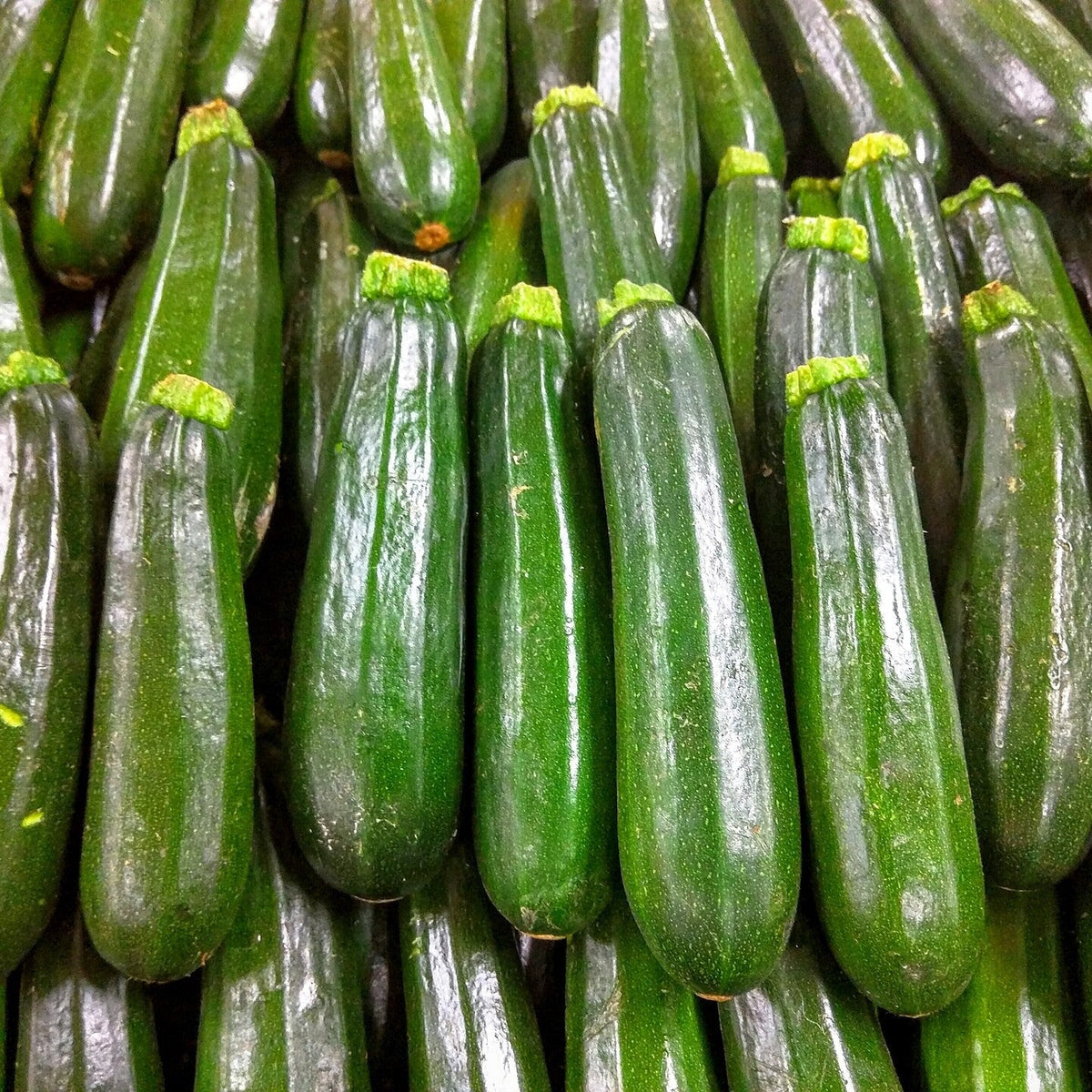 Cucurbita pepo var. cylindrica ~ Zucchini