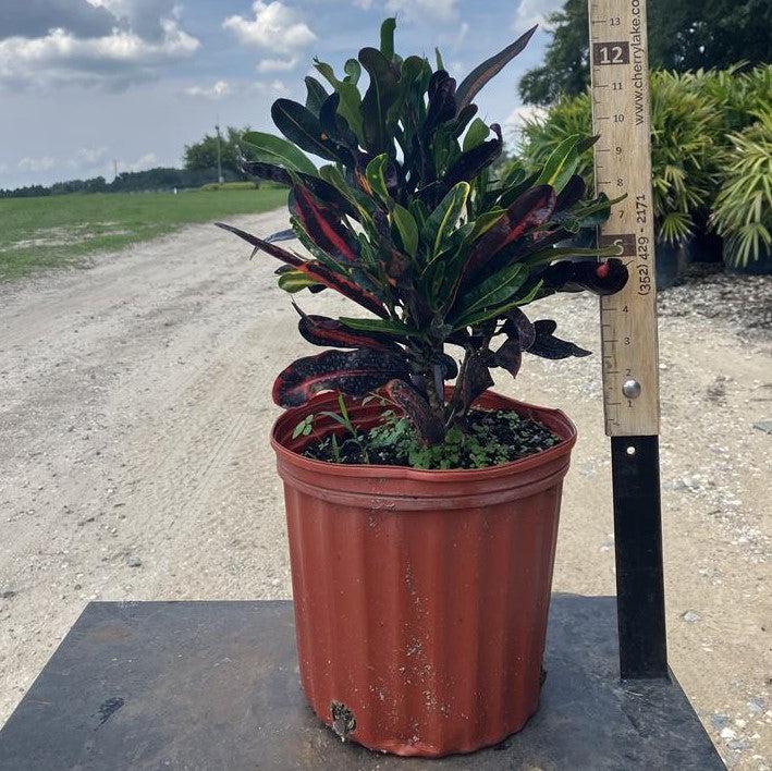 Codiaeum variegatum ~ Croton