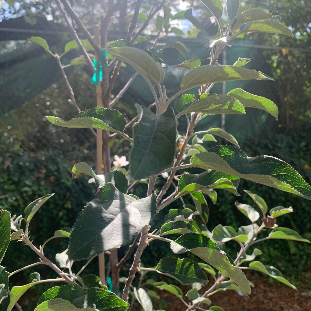 Malus pumila 'Fuji' ~ Fuji Apple