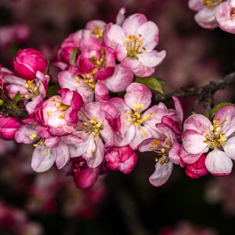 Malus 'Coralcole' ~ Coralburst® Crabapple