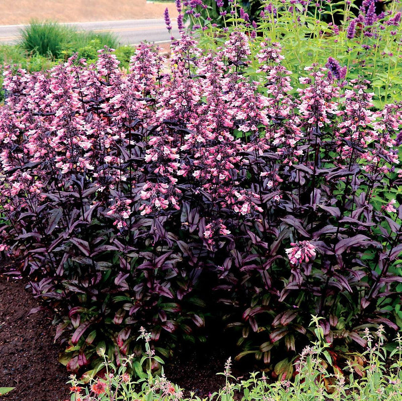 Penstemon digitalis 'TNPENDB' ~ DAKOTA™ Burgundy Beardtongue