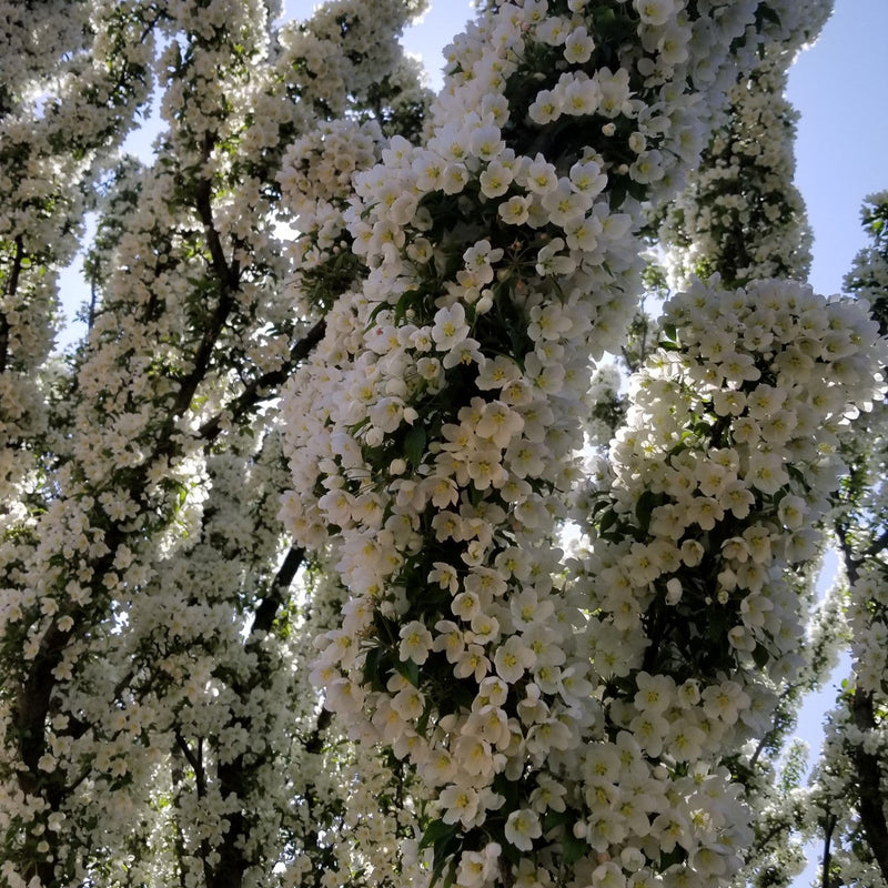 Malus 'Adirondack' ~ Adirondack Crabapple