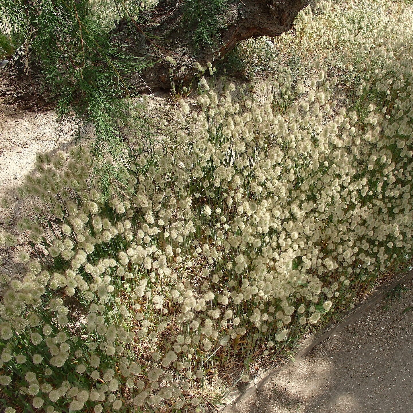Lagurus ovatus ~ Bunny Tails Grass