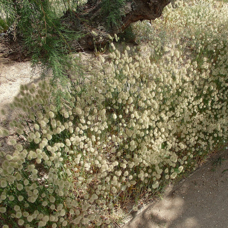Lagurus ovatus ~ Bunny Tails Grass