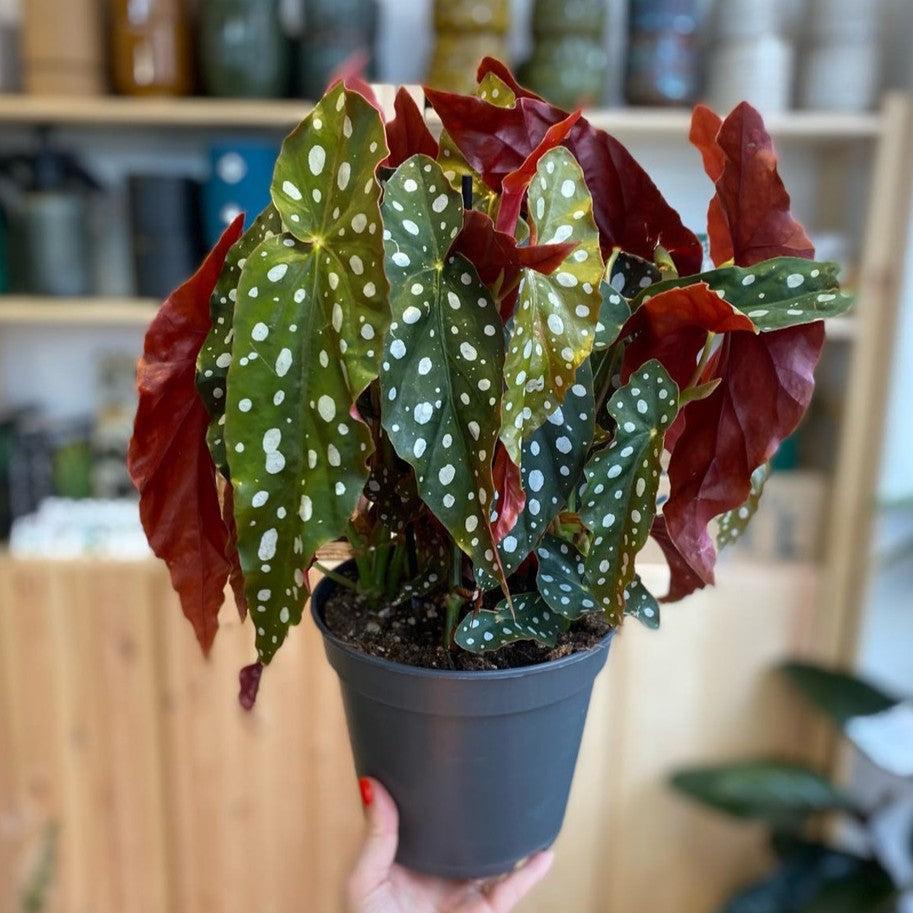 Begonia maculata ~ Polka Dot Begonia