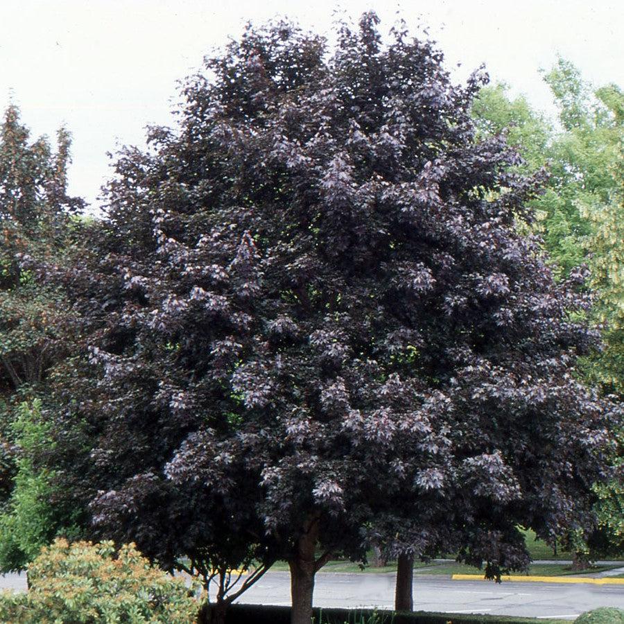 Acer platanoides 'Crimson King' ~ Crimson King Norway Maple