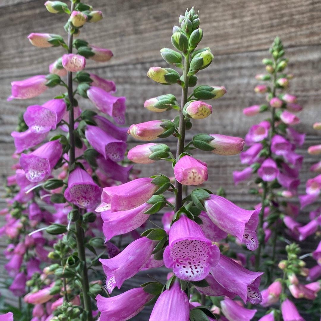 Digitalis x 'Pink Panther' ~ Pink Panther Foxglove