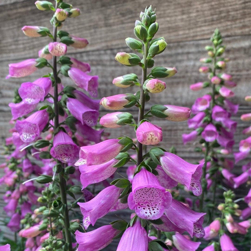 Digitalis x 'Pink Panther' ~ Pink Panther Foxglove