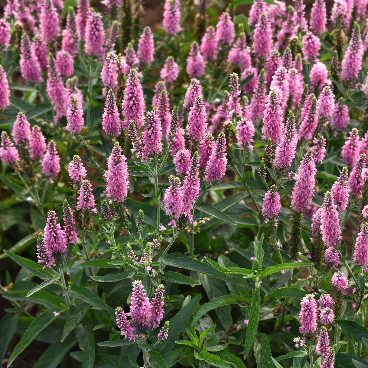 Veronica longifolia 'Balskywink' ~ Skyward™ Pink Veronica