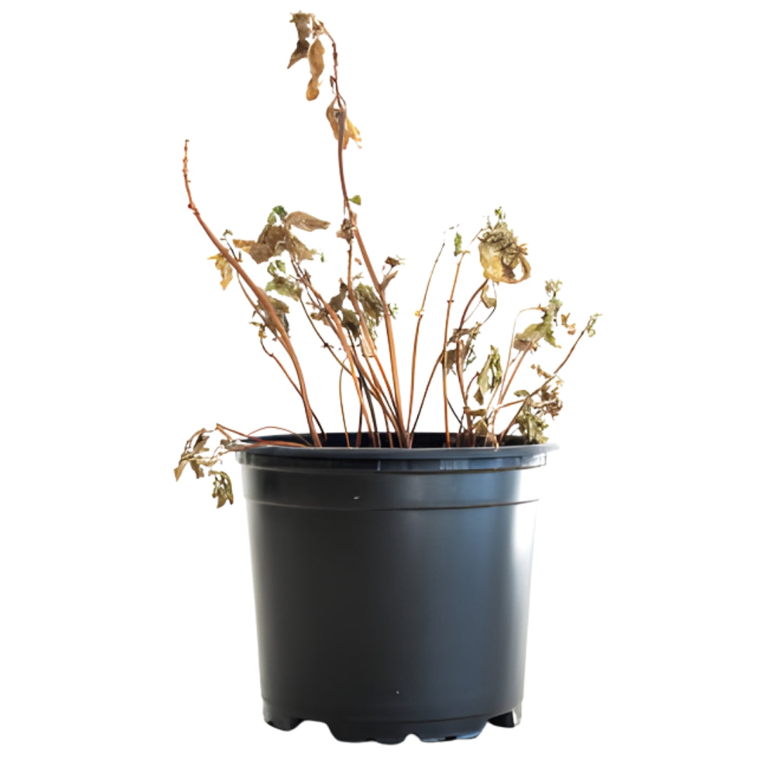 Image with text section