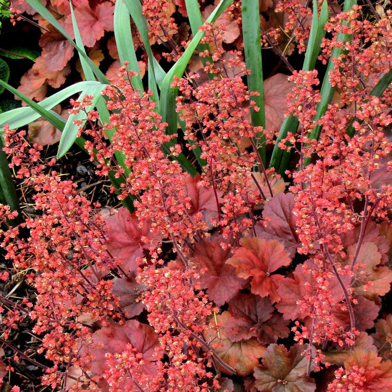 Heuchera 'Cherry Cola' ~ Cherry Cola Coral Bells