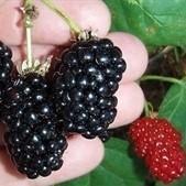Rubus fruticosus 'Natchez' ~ Natchez Thornless Blackberry