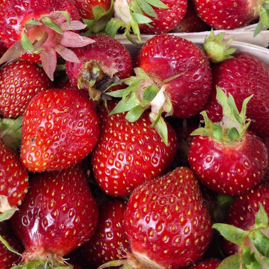 Fragaria x ananassa ‘Jewel' ~ Jewel Strawberry