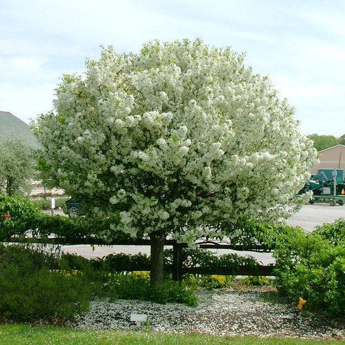 Malus x 'Lollizam' ~ PW® Lollipop® Crabapple