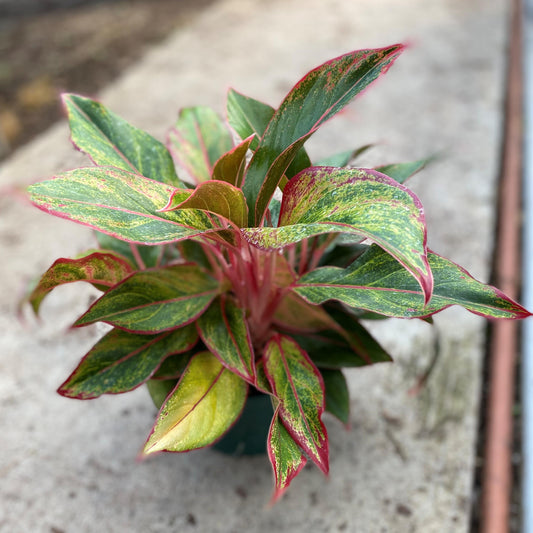 Aglaonema 'Siam' ~ Siam Red Chinese Evergreen