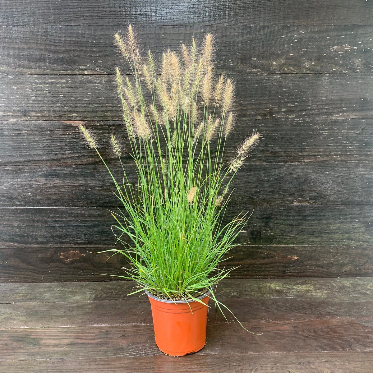 Pennisetum alopecuroides 'Hameln ~ Hameln Fountain Grass
