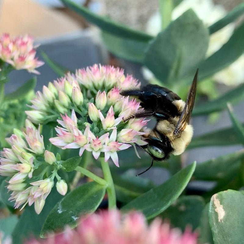 Sedum spectabile 'Autumn Joy' ~ Autumn Joy Stonecrop