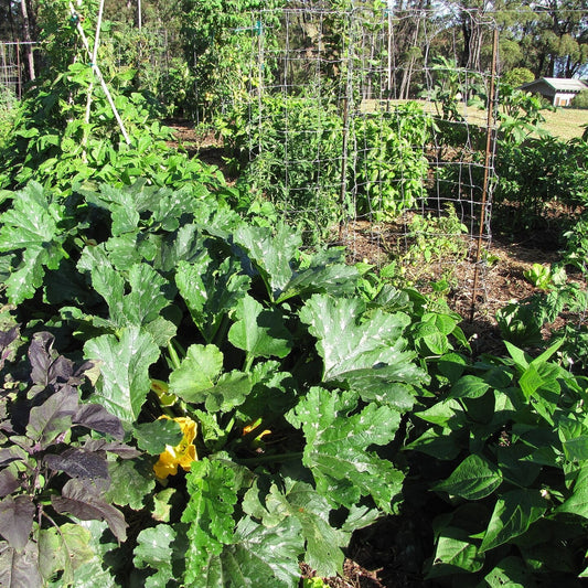 Cucurbita pepo var. cylindrica ~ Zucchini