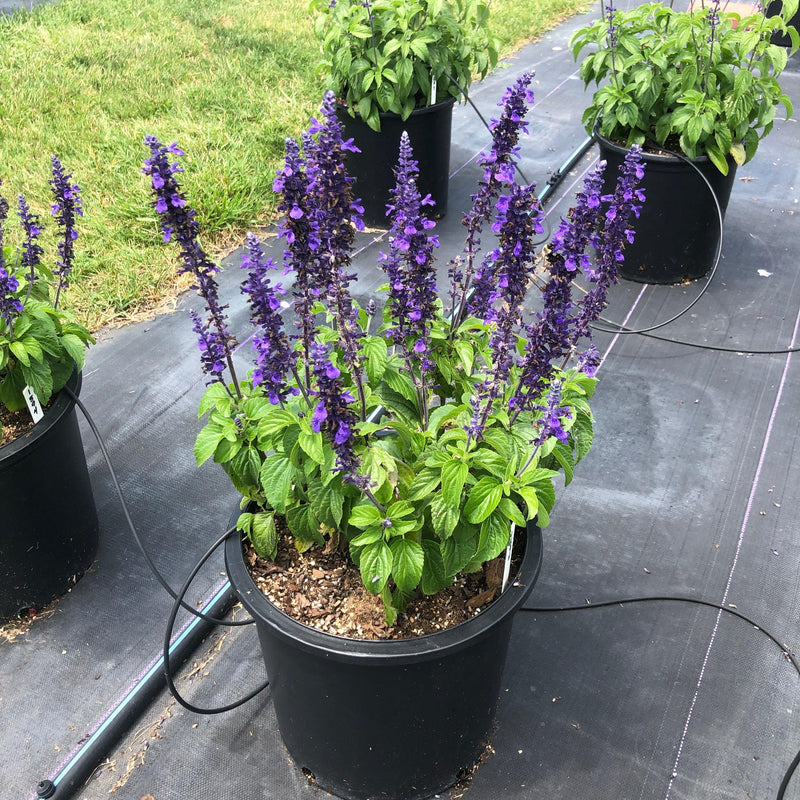 Salvia 'Balsalmysty' PP #29,605 ~ Mysty Salvia