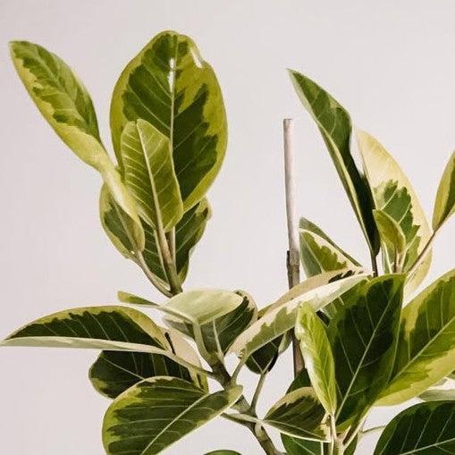 Ficus altissima 'Yellow Gem' ~ Yellow Gem Council Tree, Lofty Fig