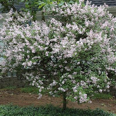 Syringa meyeri 'Palibin' ~ Dwarf Korean Lilac