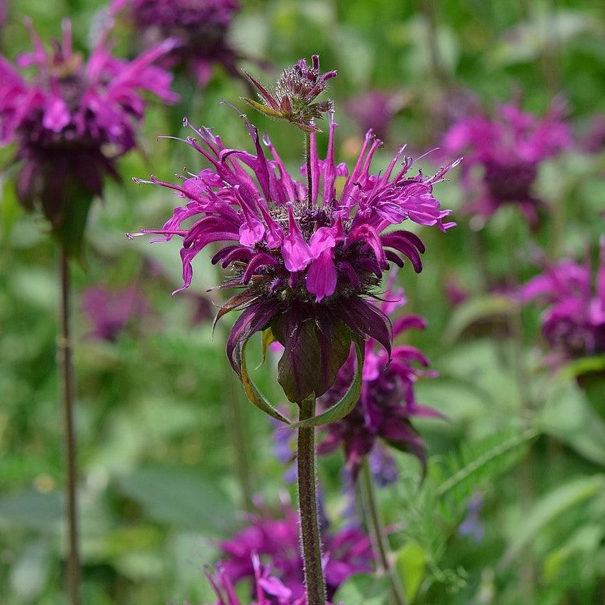 Monarda 'Rockin Raspberry' PP28752 ~ Sugar Buzz® Rockin Raspberry Bee Balm