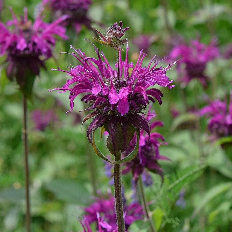 Monarda 'Rockin Raspberry' PP28752 ~ Sugar Buzz® Rockin Raspberry Bee Balm