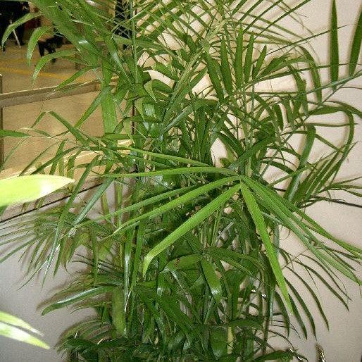 Chamaedorea seifrizii ~ Bamboo Palm