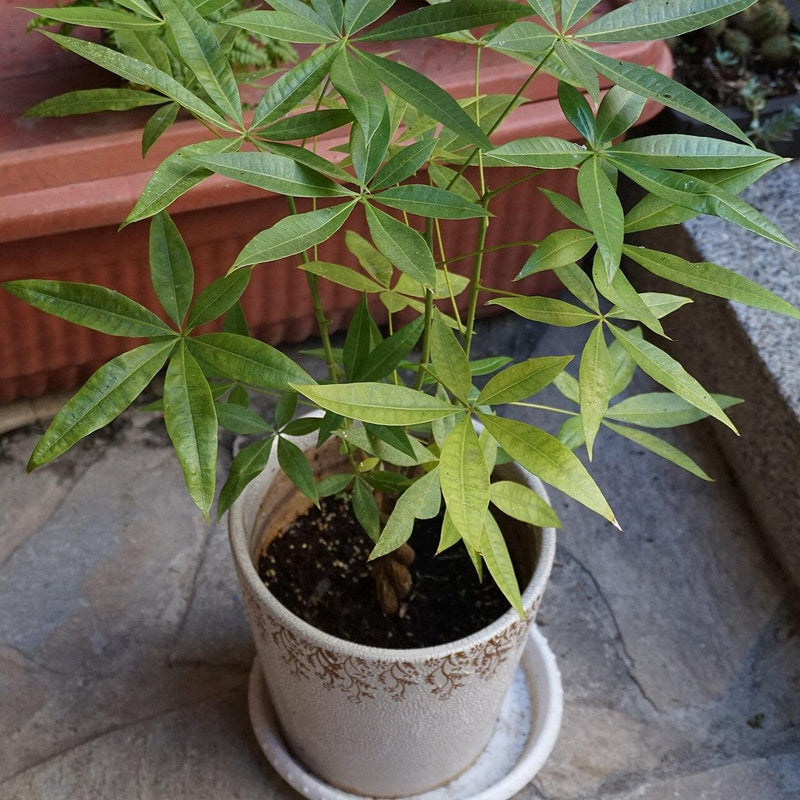 Pachira aquatica ~ Money Tree
