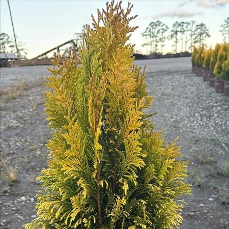 Thuja plicata '4EVER' ~ Forever Goldy® Arborvitae
