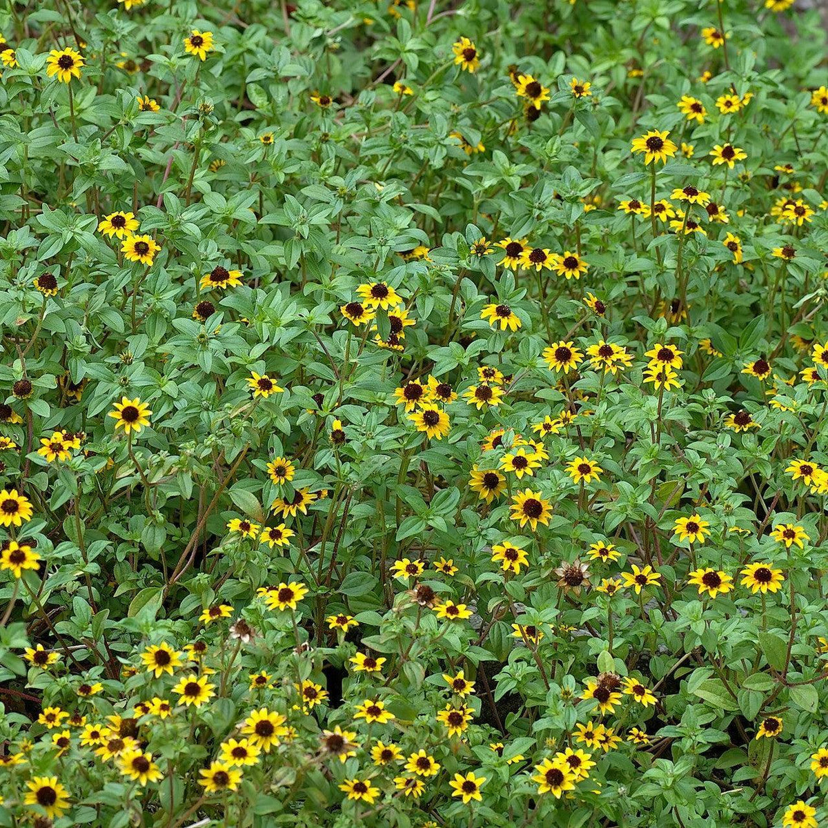 Sanvitalia procumbens ~ Trailing Sanvitalia