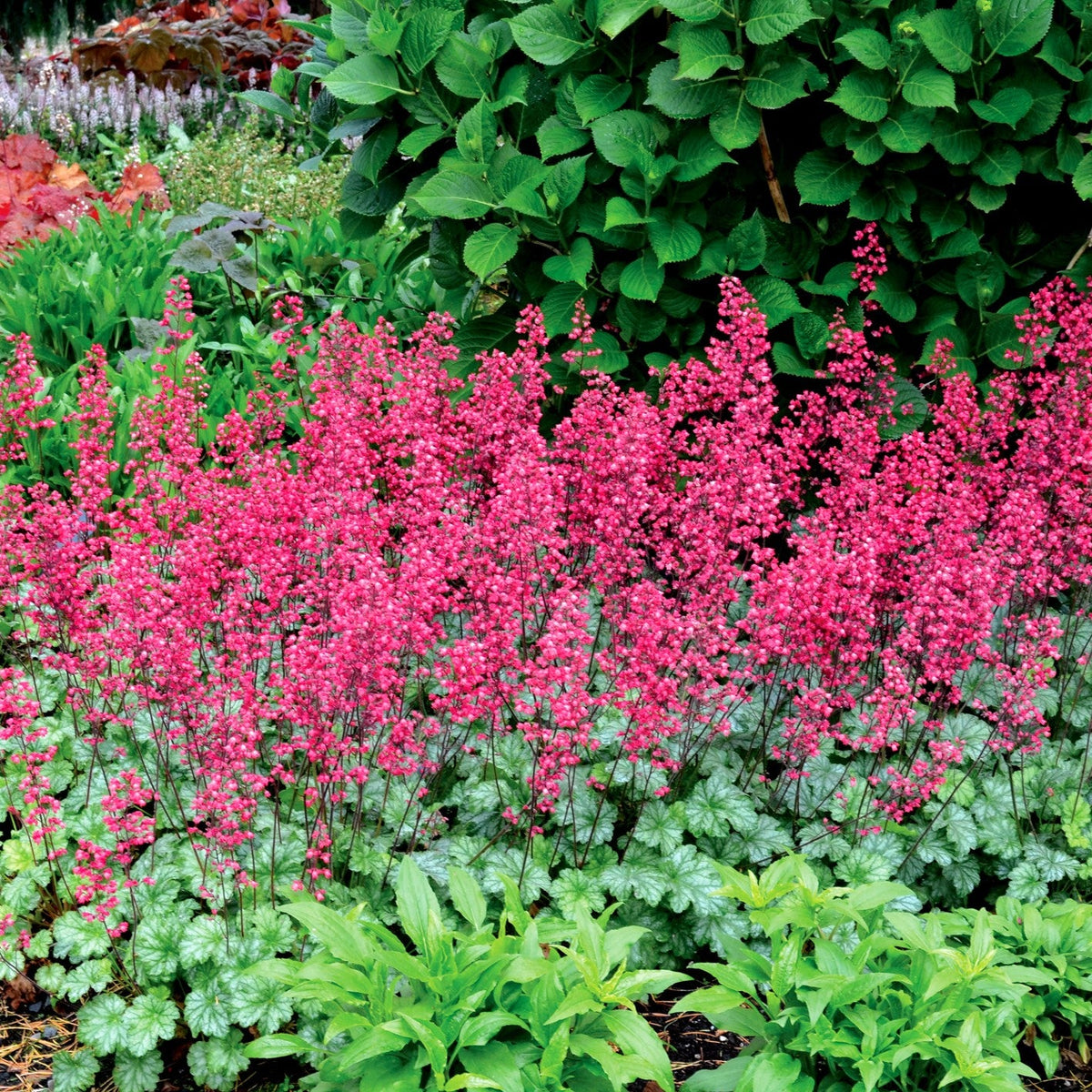 Heuchera 'Paris' ~ Paris Heuchera