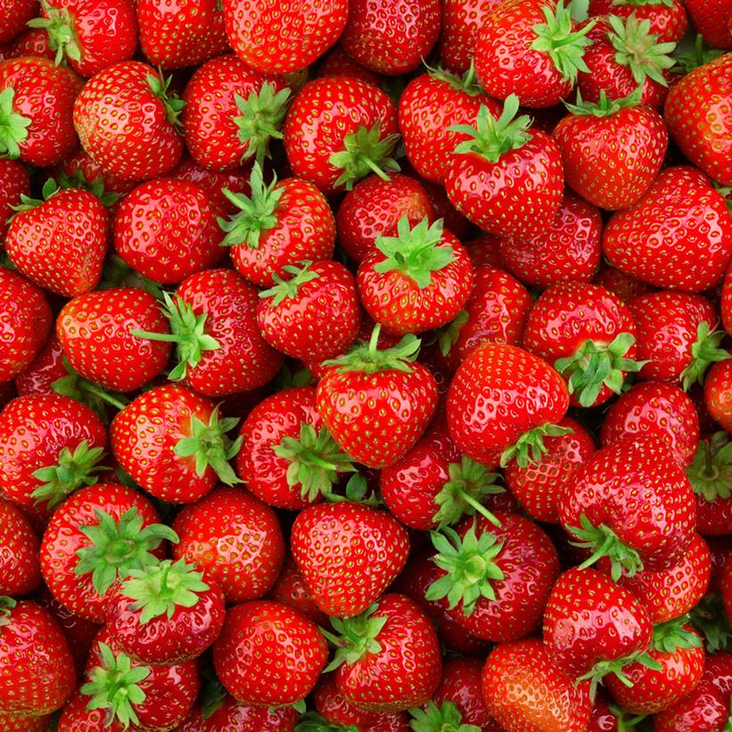 Fragaria x ananassa 'Earliglow' ~ Earliglow Strawberry