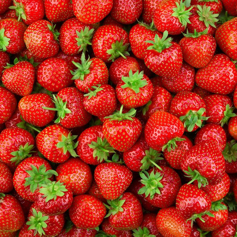 Fragaria x ananassa 'Earliglow' ~ Earliglow Strawberry