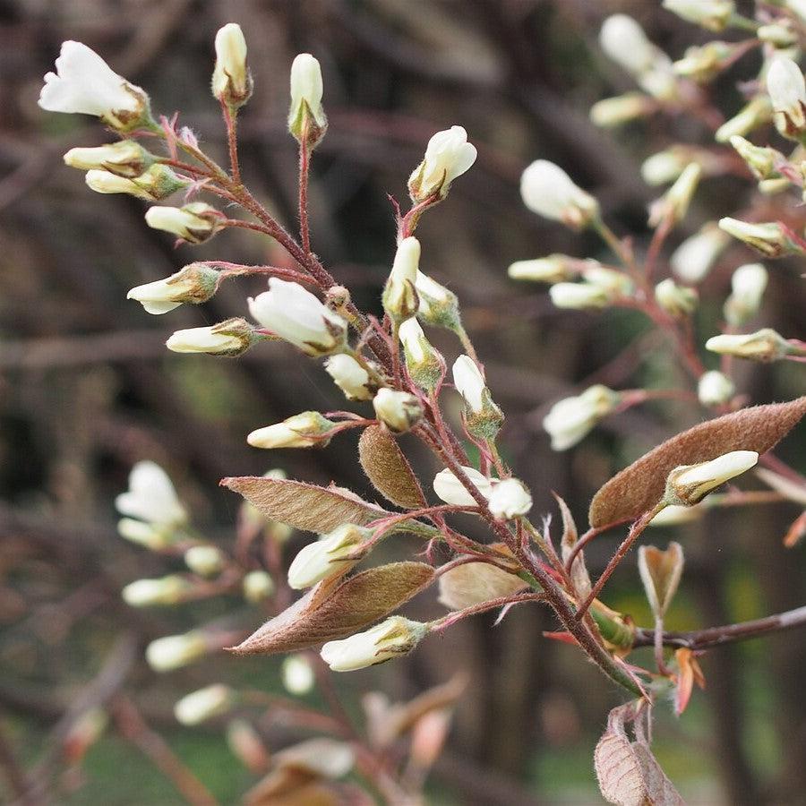 Amelanchier lamarckii ~ Juneberry